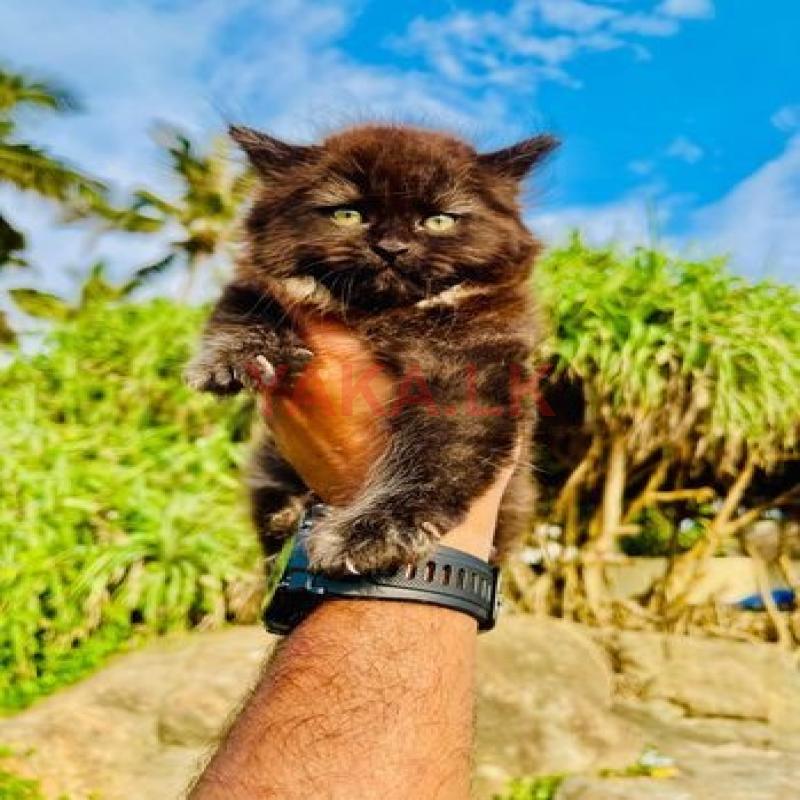Persian Kittens