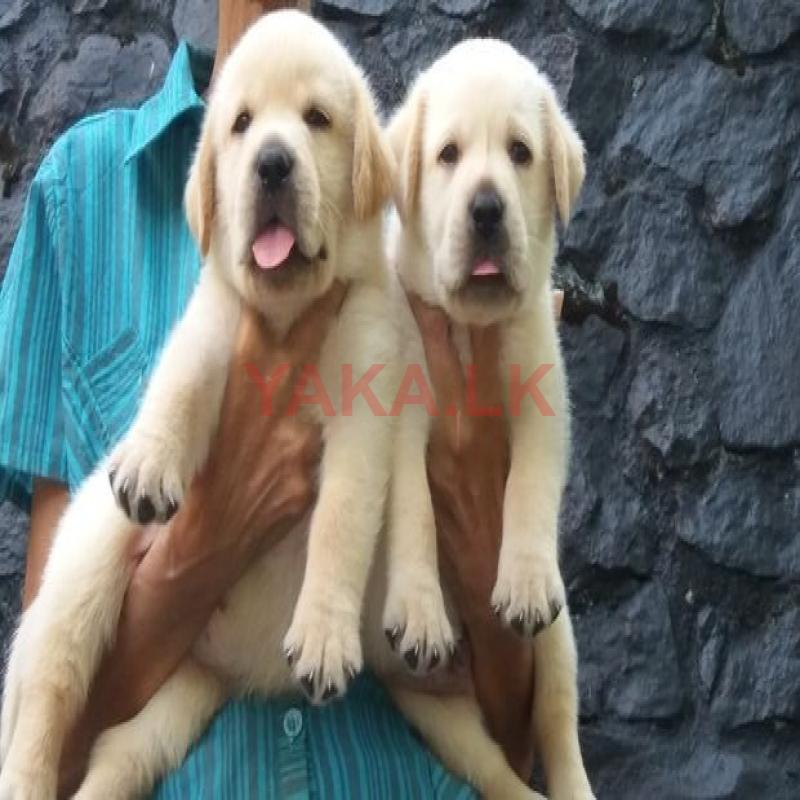 Labrador Puppies