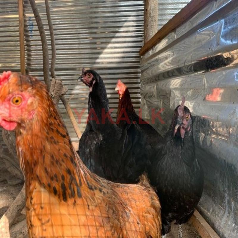 Farm Chickens