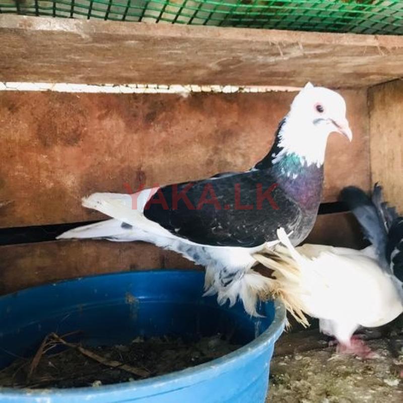 Fantil Pigeon