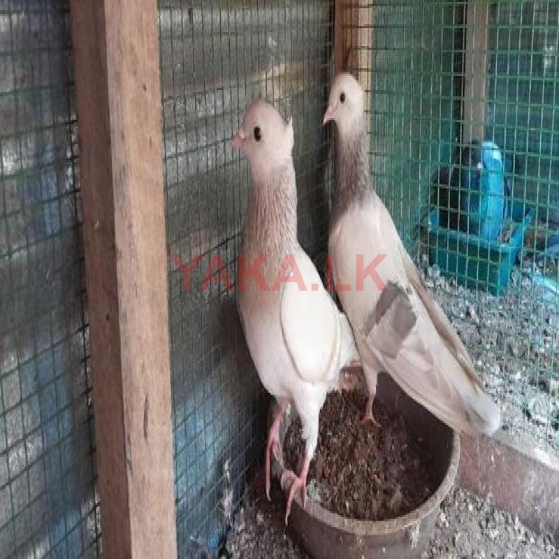 Pigeon