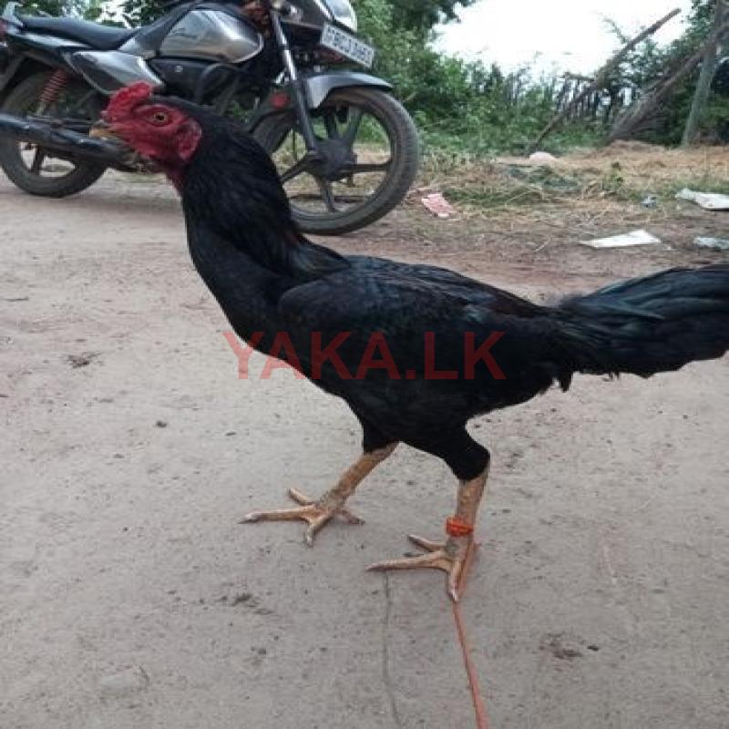 சேவல்