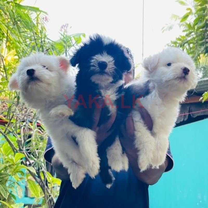 Terrier Puppy