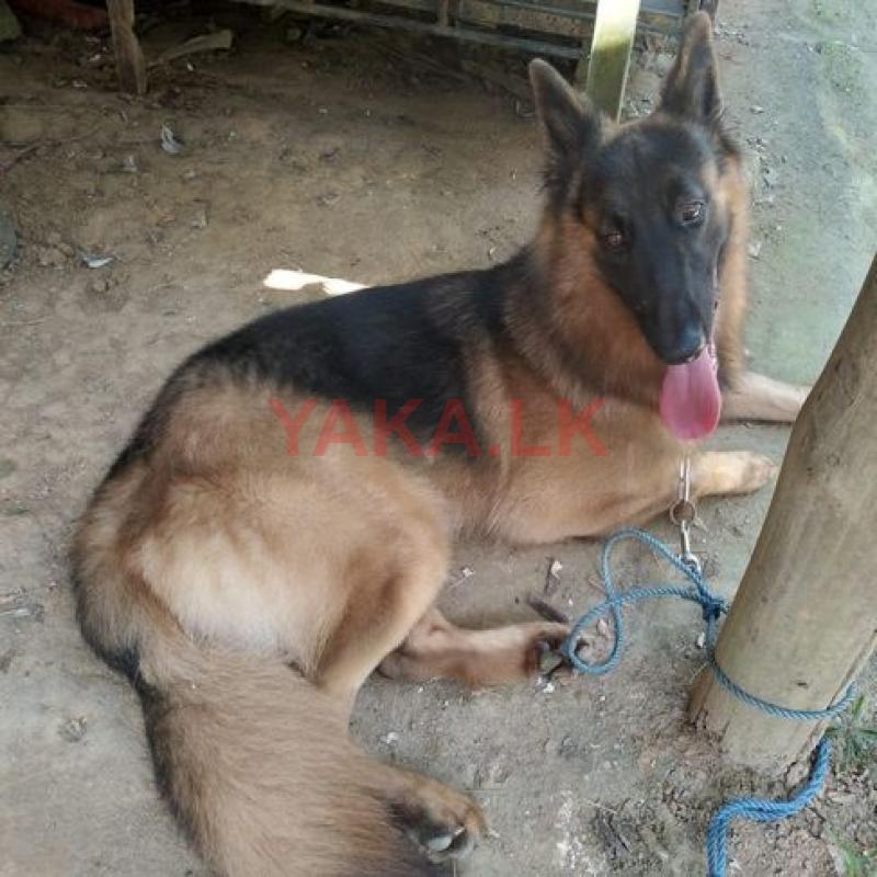 German Shepherd Dog