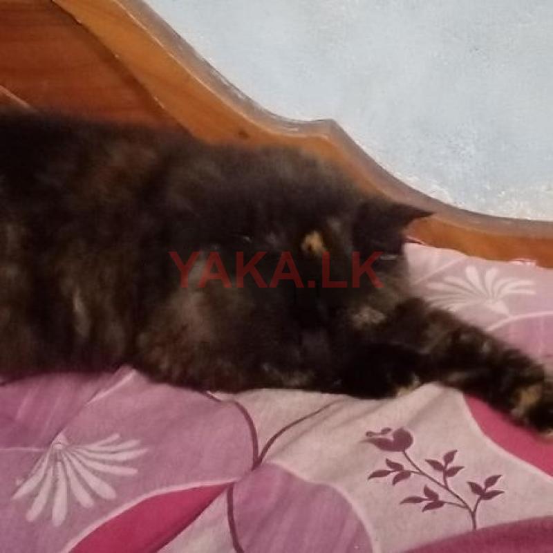 Persian Cat