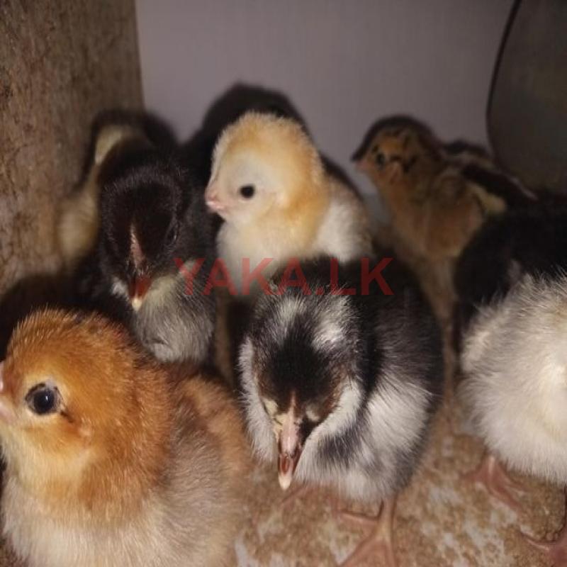 Country Chicks