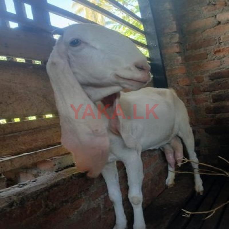 Farm Goat