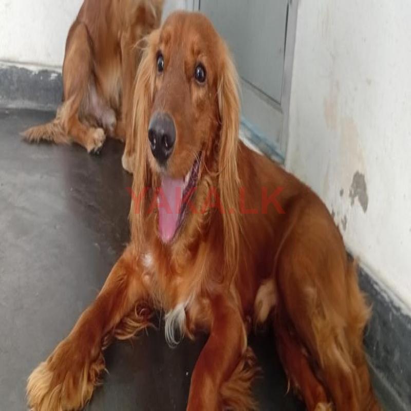 Dog for Kind Home