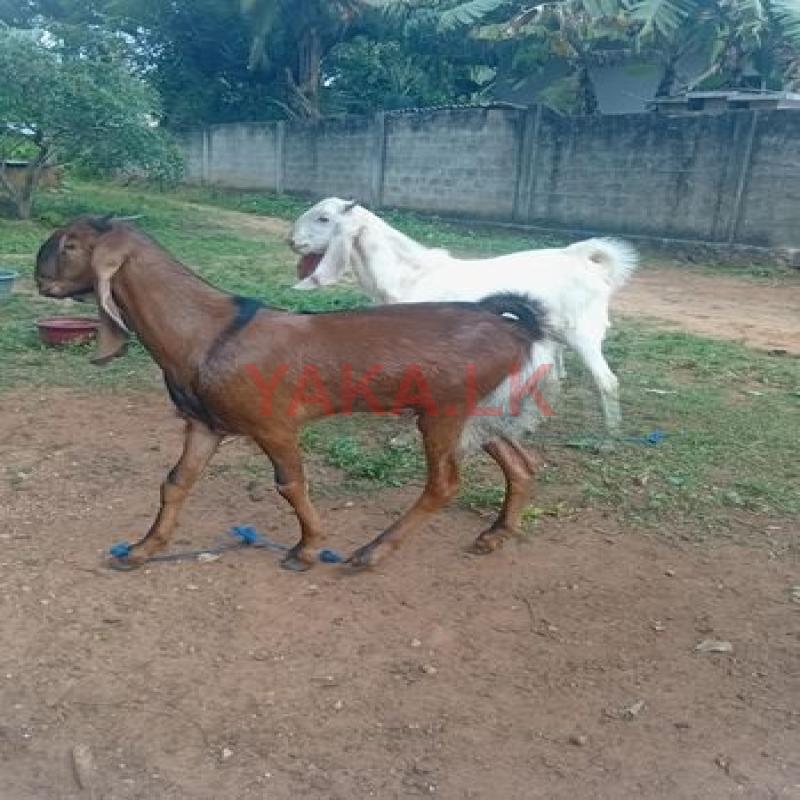 Farm Cow