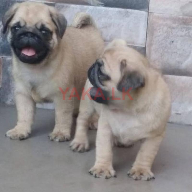Pug Dog
