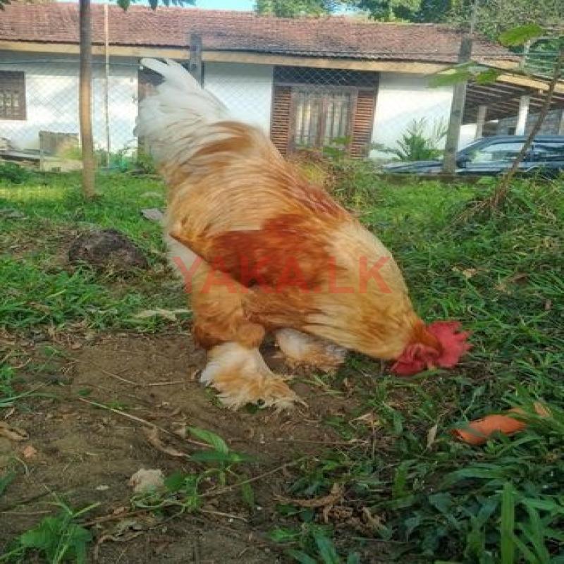Chicken
