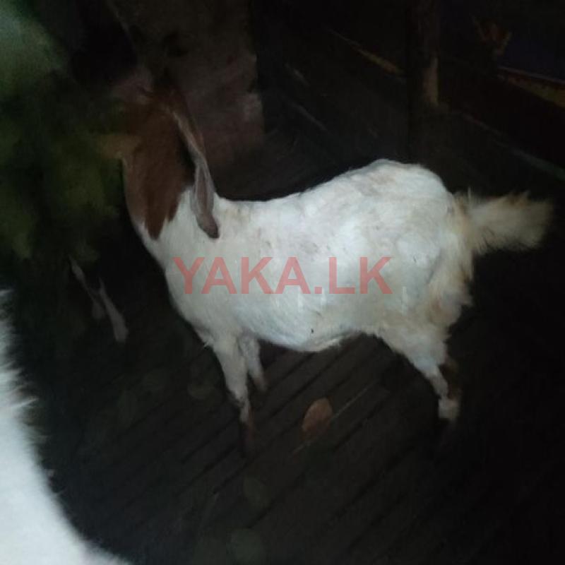 Farm Goat
