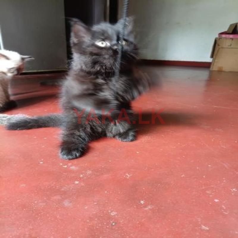 Himaliyan Cats