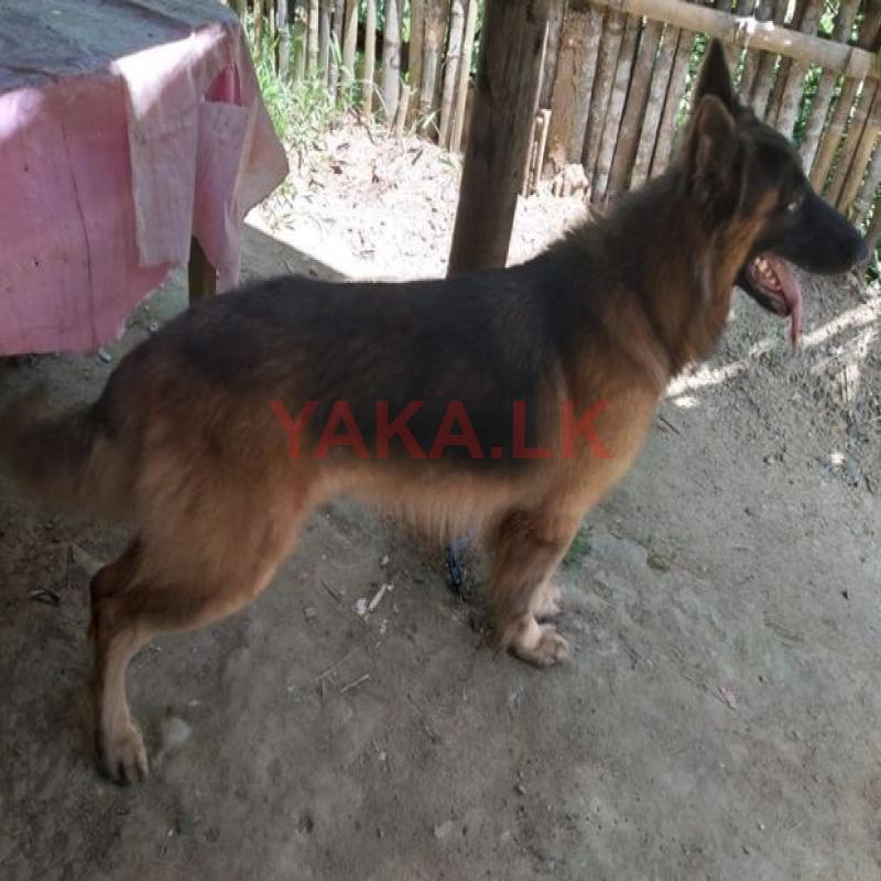 German Shepherd Dog