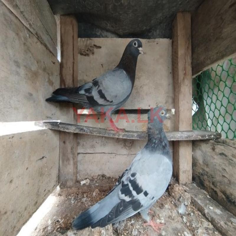 Pigeon