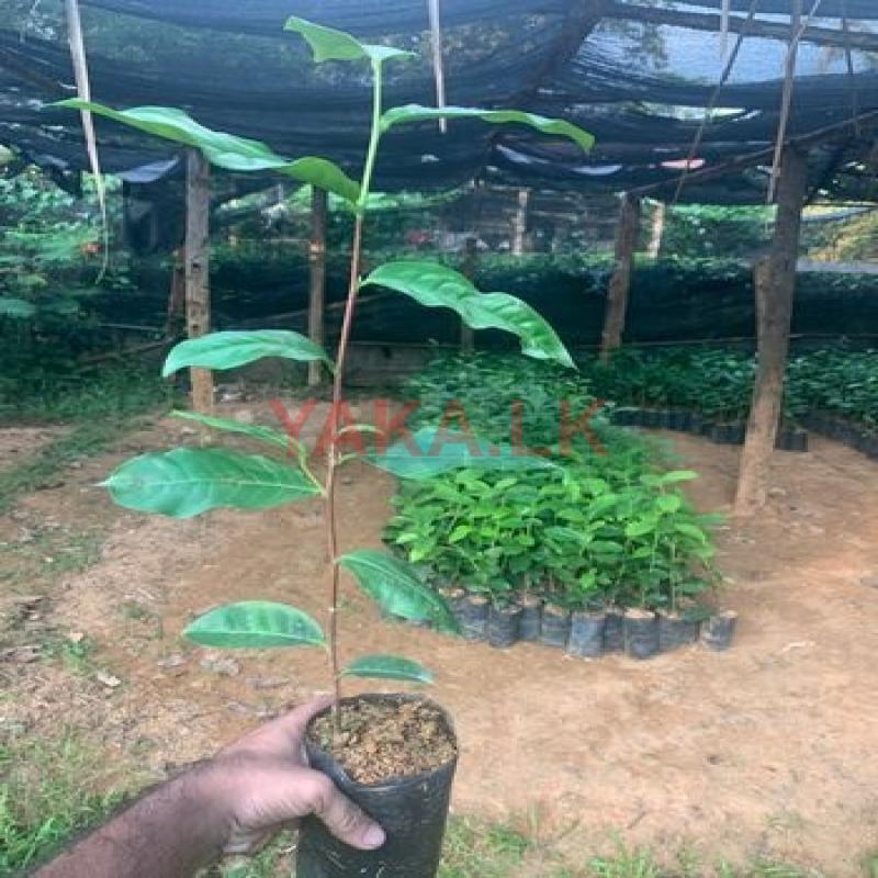 තේ පැළ