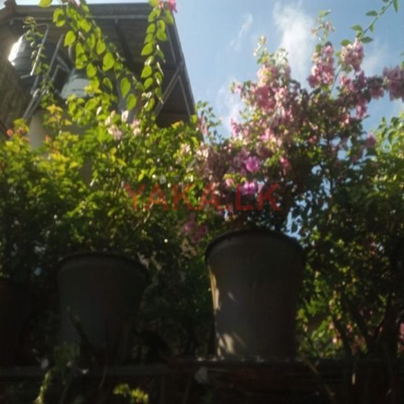 මල් පැල