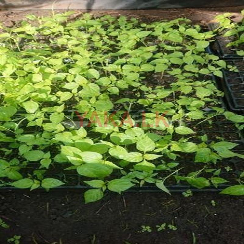 MICH miris plant