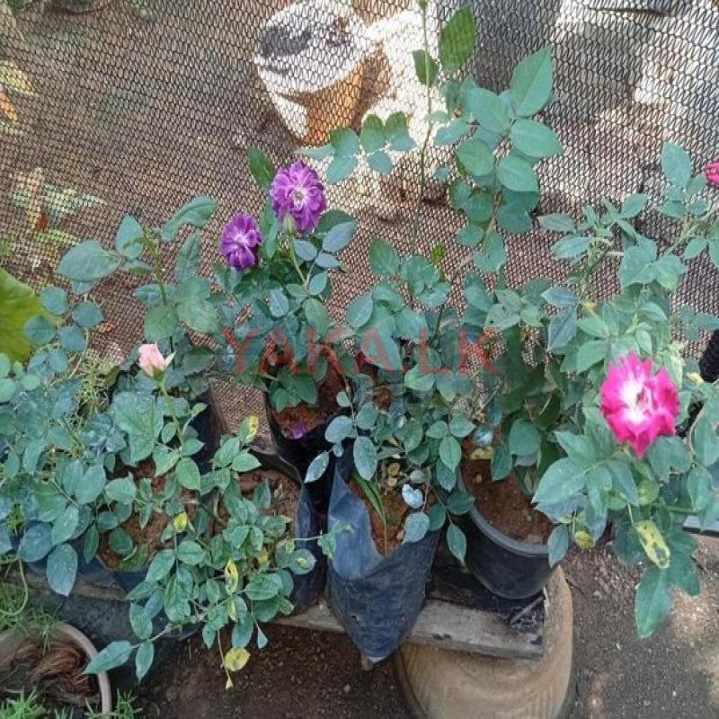 රෝස පැල