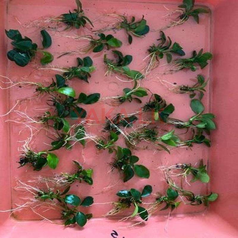 Anubias Nana Plant