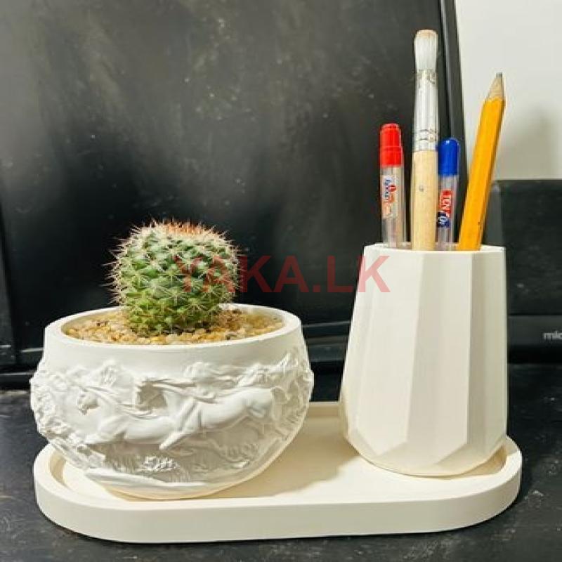 Cactus Plants