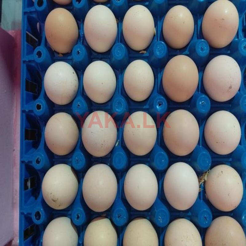 Village Egg