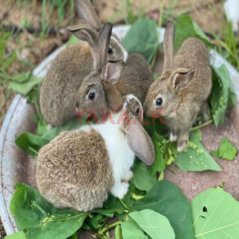Rabbit