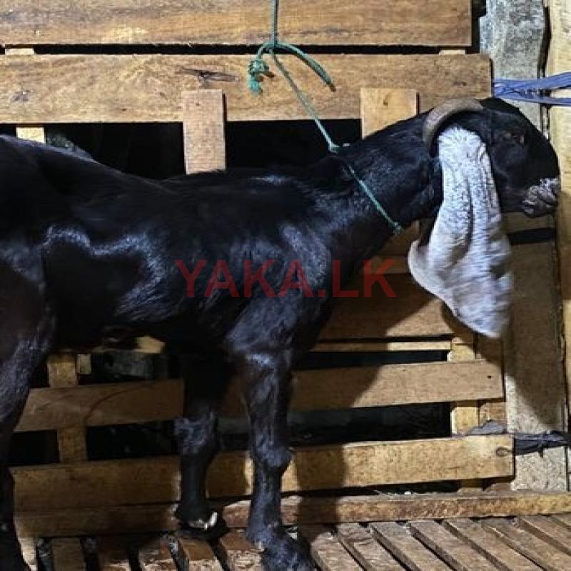 Jamunapari Goat