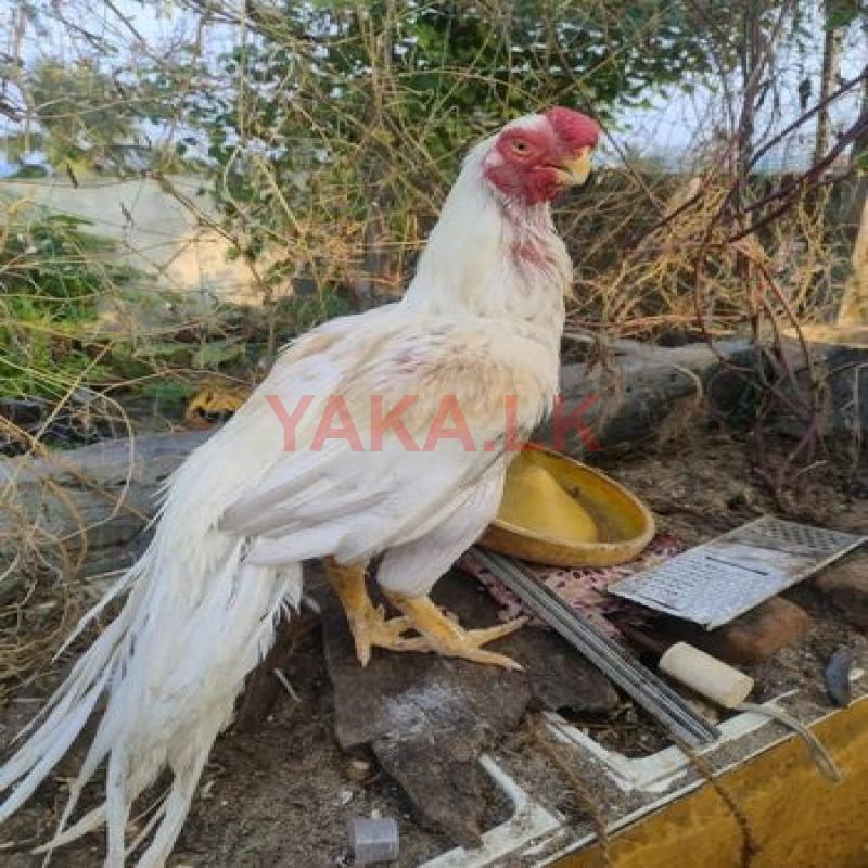 Parrot Beak Rooster