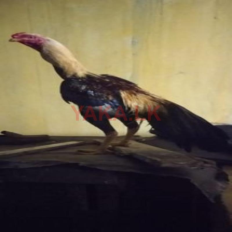 Rooster