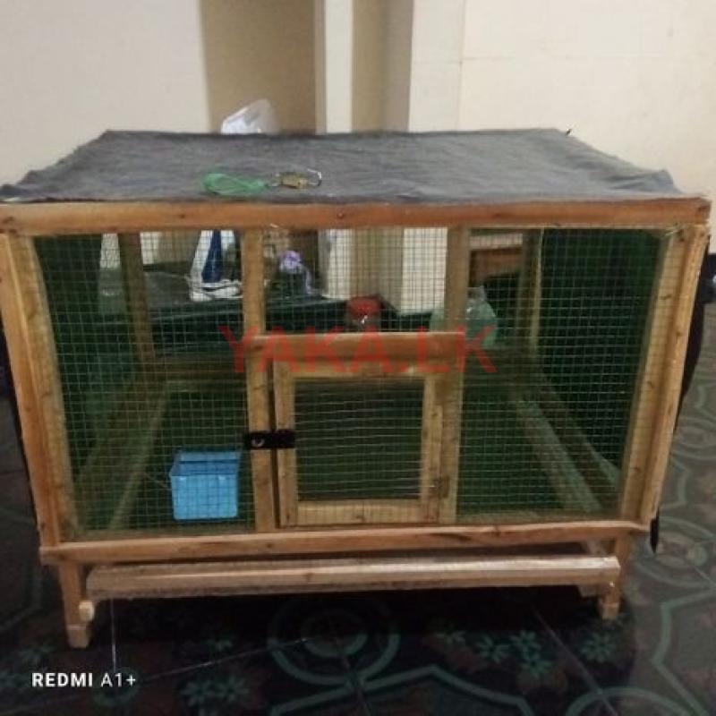 Bird Cage
