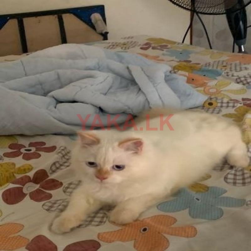 Persian Cat