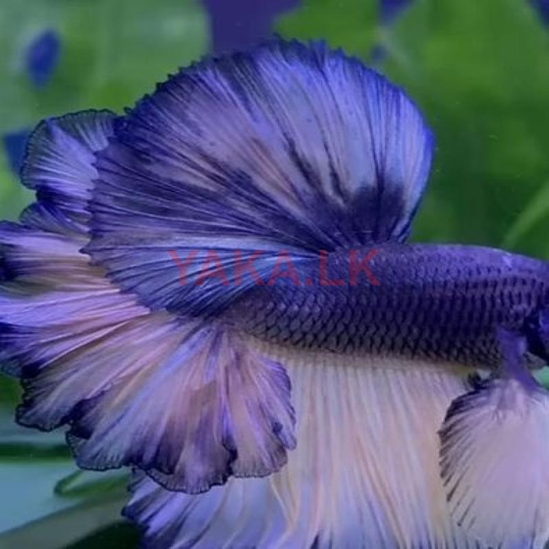Fighter Fish