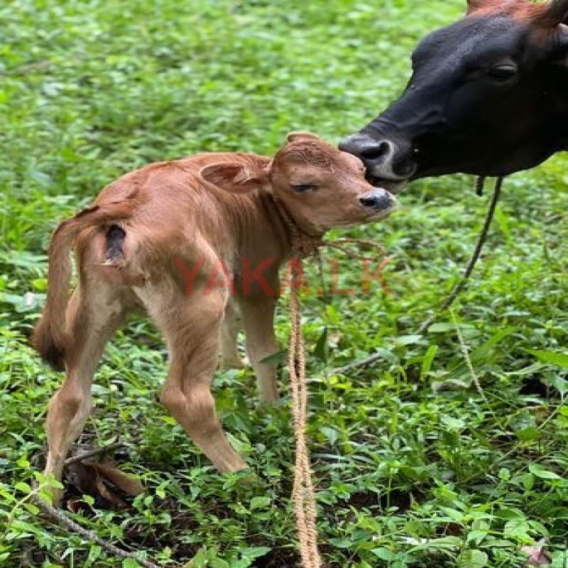 Jersey Cows