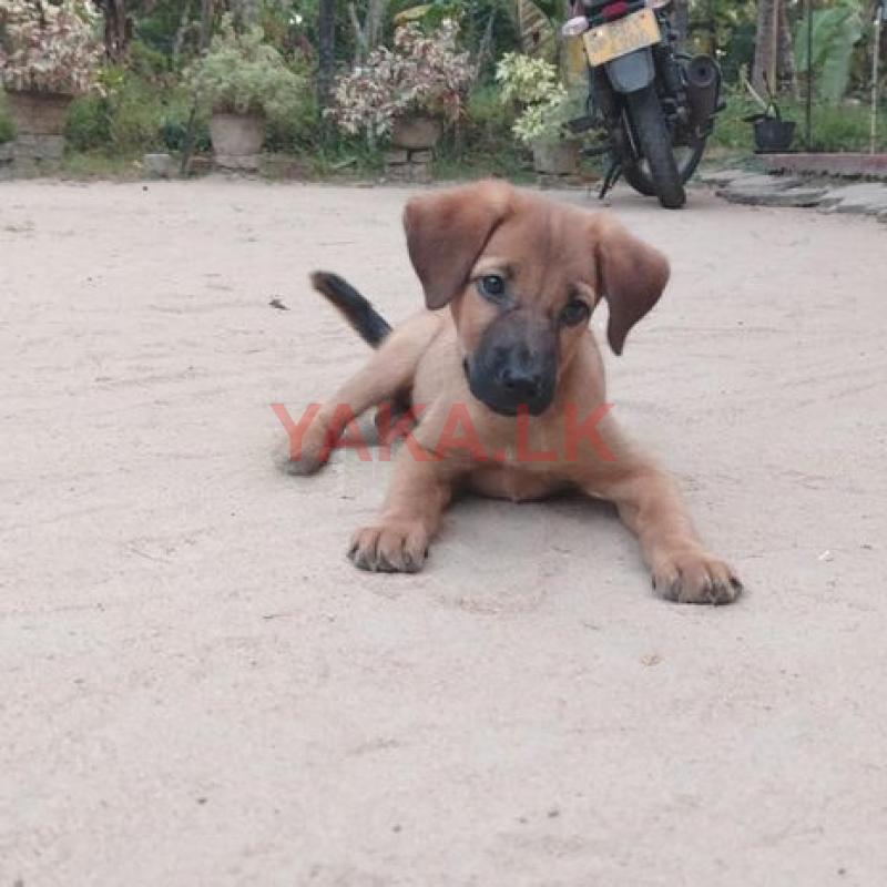 Dog For Kind Home