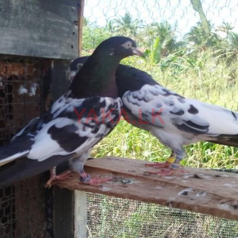 Teddy Pigeon