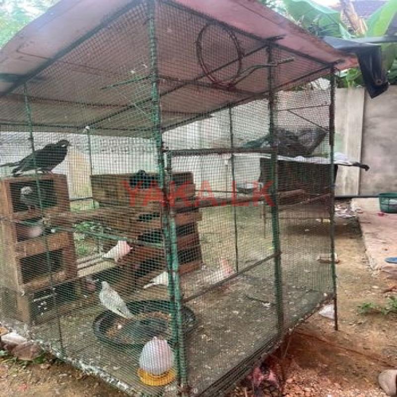 Bird Cage