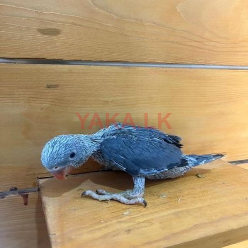 Dark Grey Ringneck