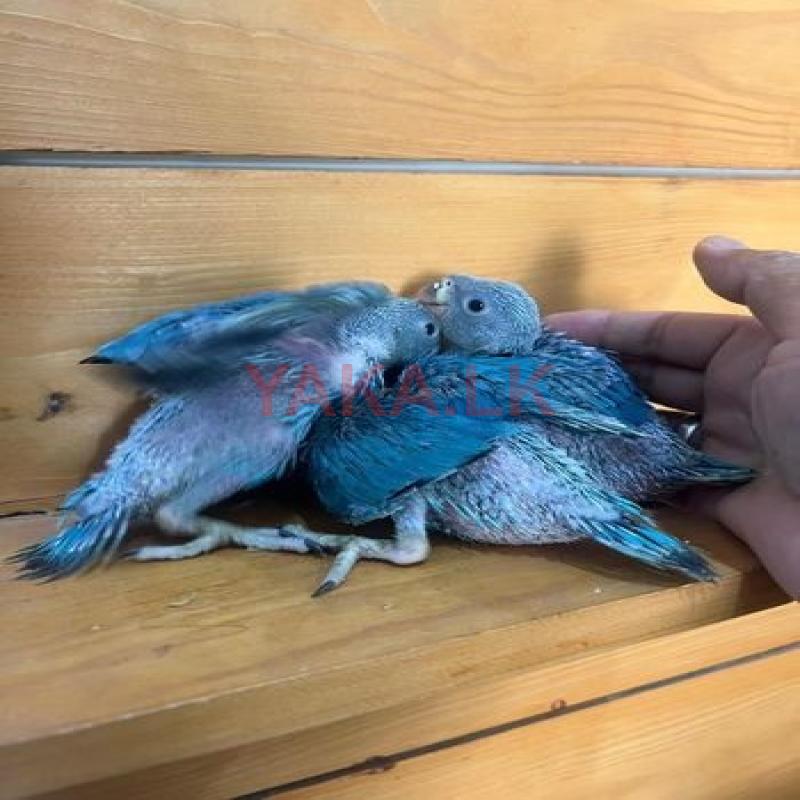 Blue Ringneck