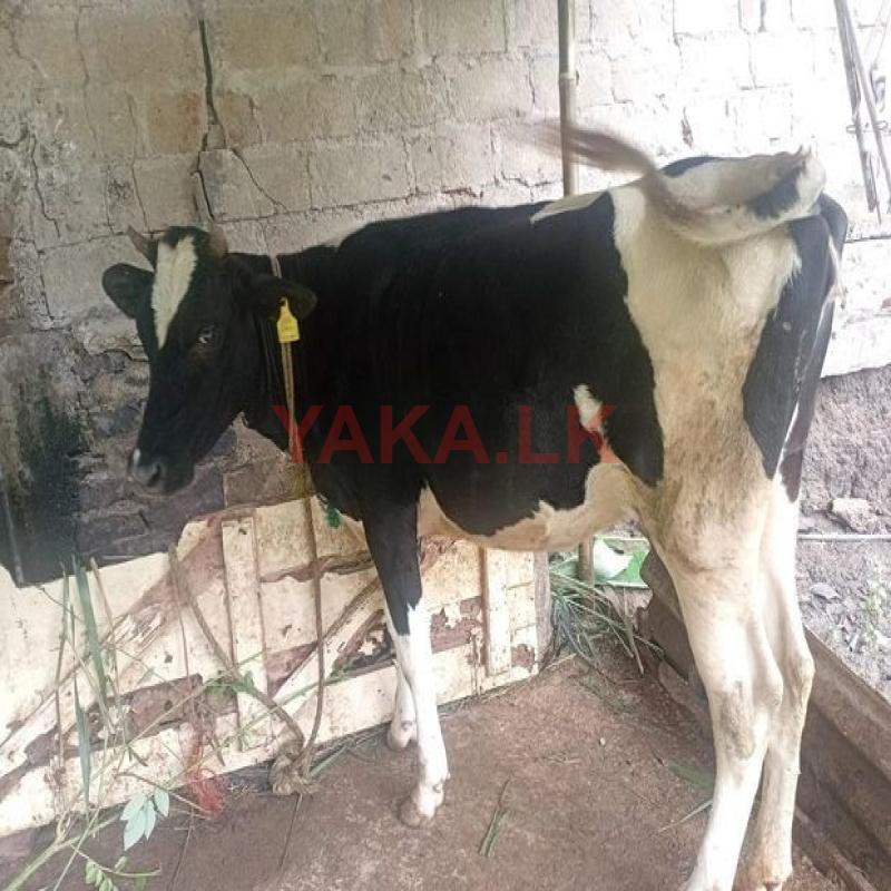Pisan Cow