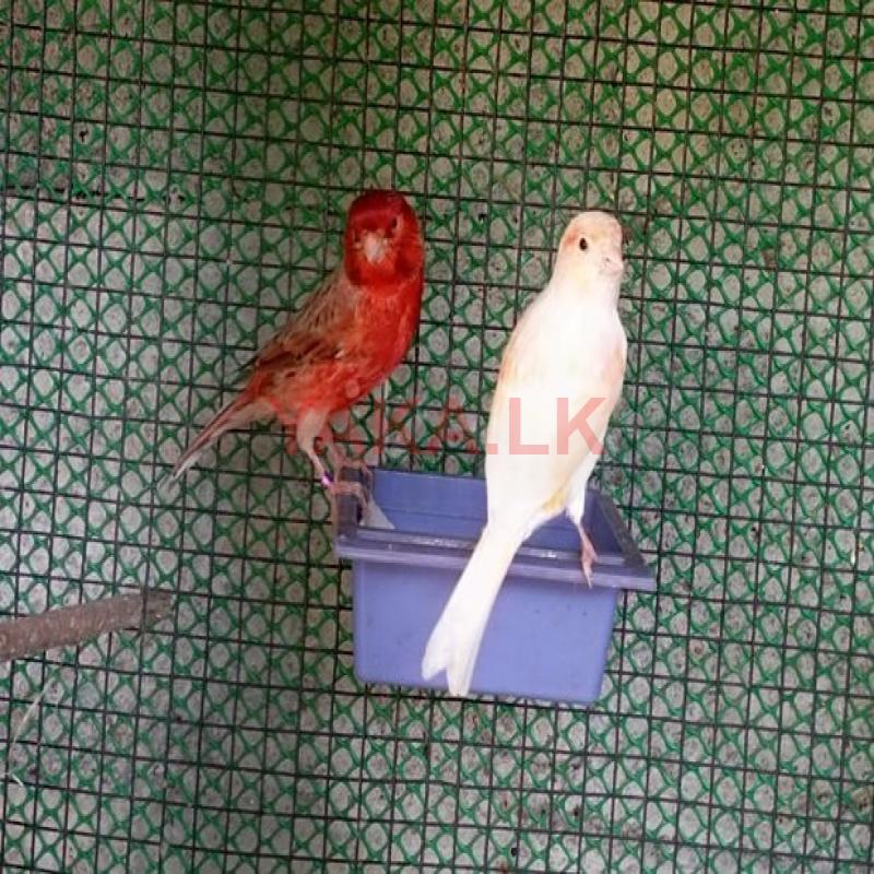 Canari Birds