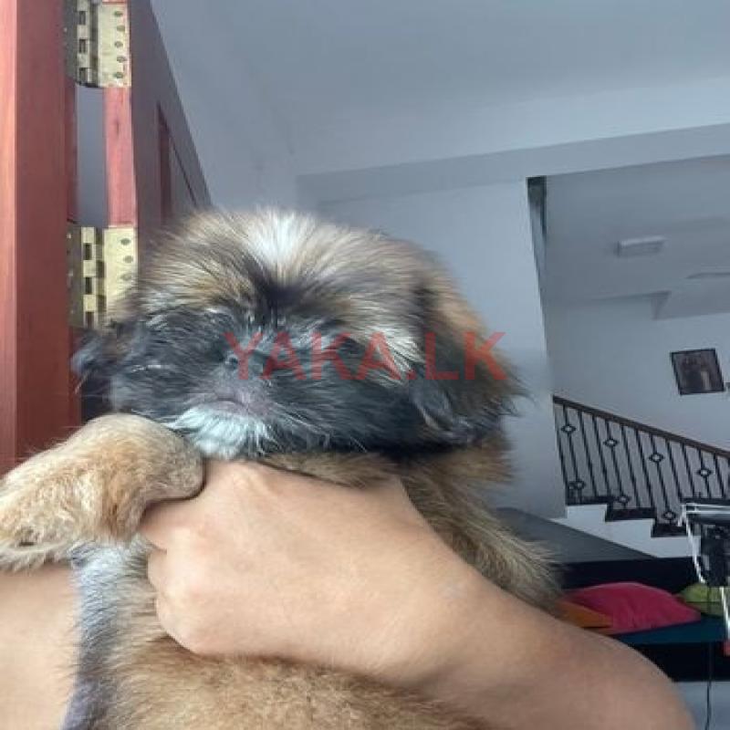 Shitzhu Puppy