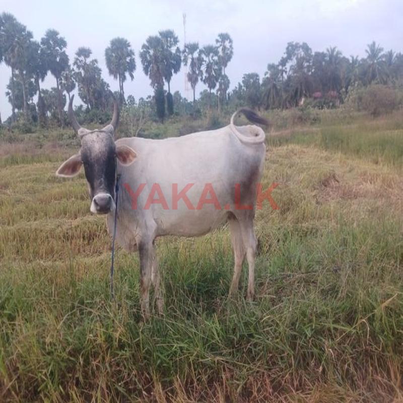 Farm Cow