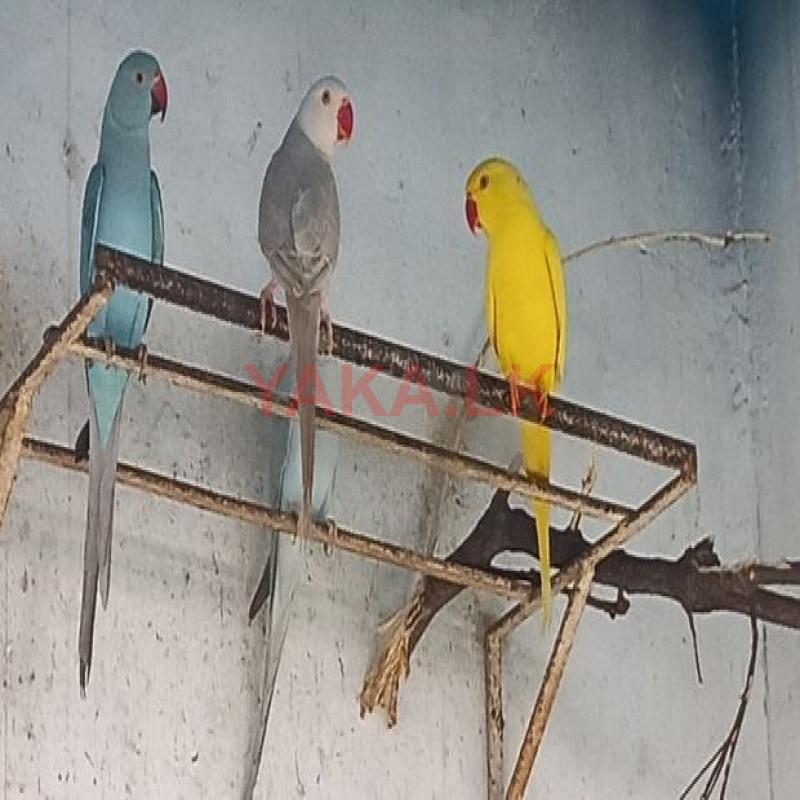 Indian Ring Necks