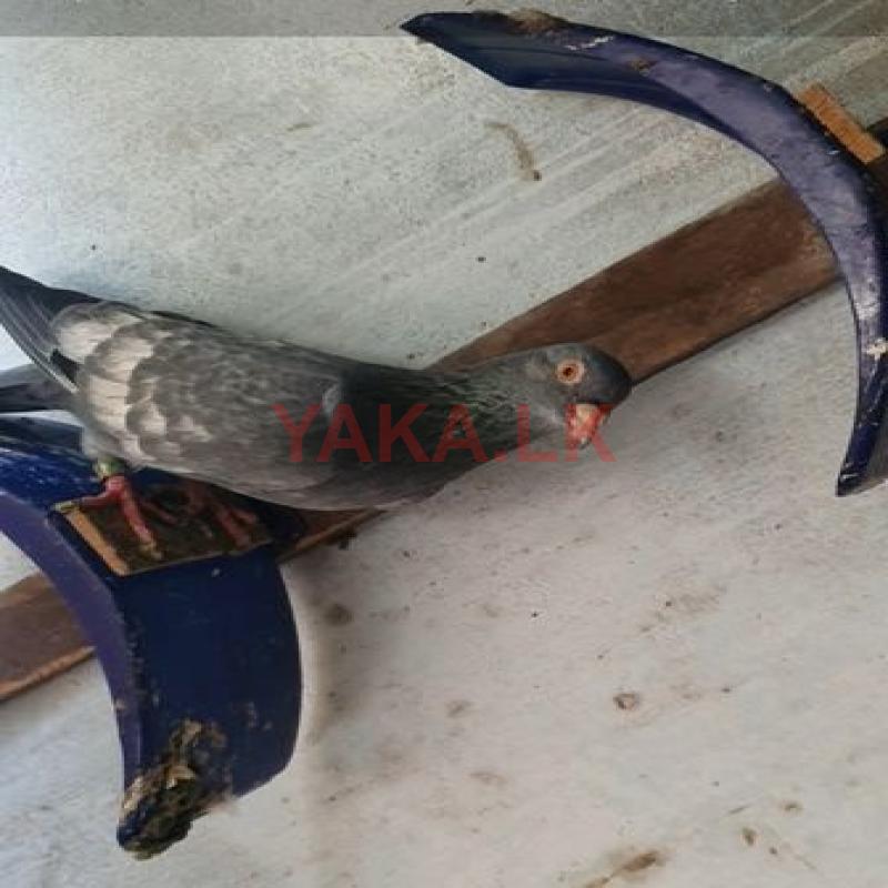 Pigeon