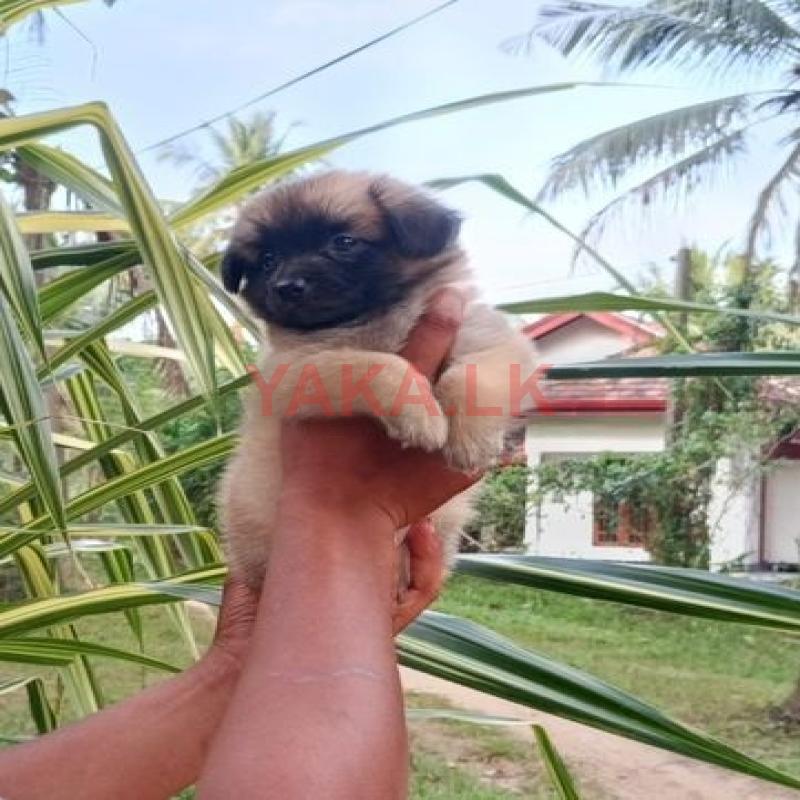 pomeranian Puppies