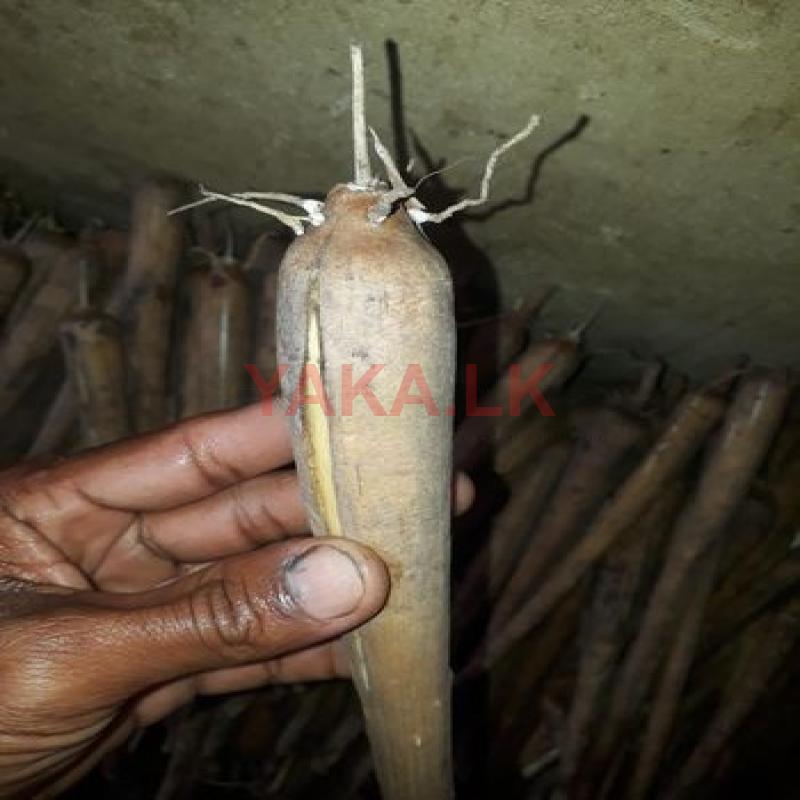 තල් අල