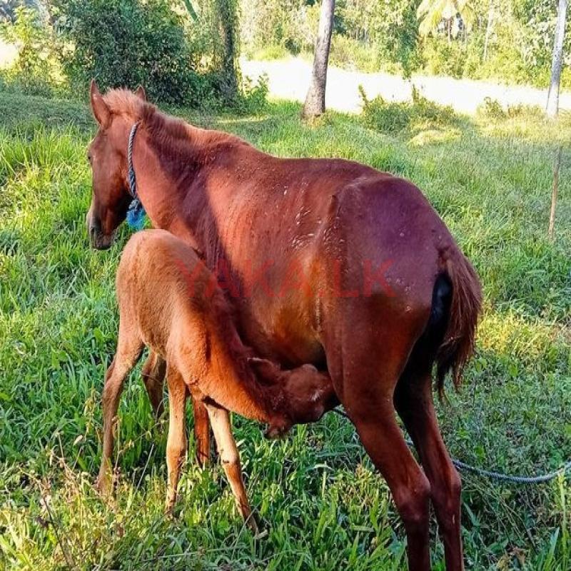 Pony Female