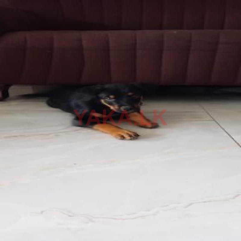 Rottweiler Puppy