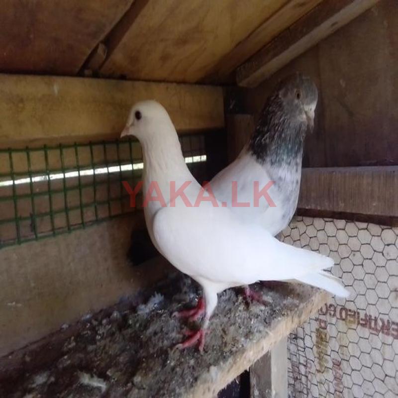 Pigeons